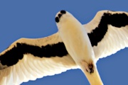 Letter-winged Kite (Elanus scriptus)